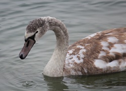 Oryginalny obrazek
