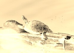 Sepia + Negatyw