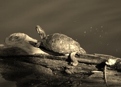 Szary + Sepia