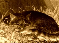Sepia + Negatyw