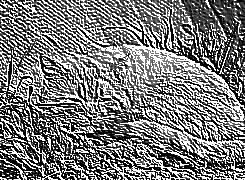 Skamielina
