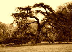 Sepia