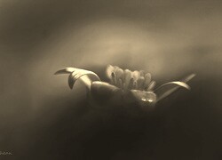 Szary + Sepia