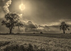 Szary + Sepia