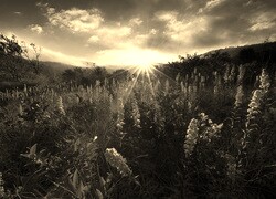 Szary + Sepia