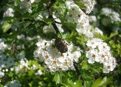 Oryginalny obrazek