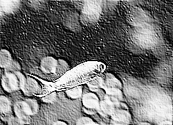 Skamielina