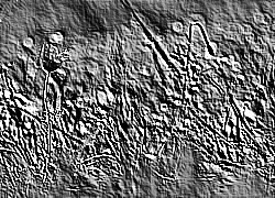 Skamielina