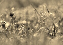 Szary + Sepia