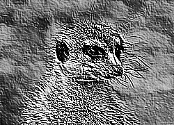 Skamielina