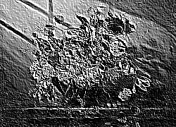 Skamielina
