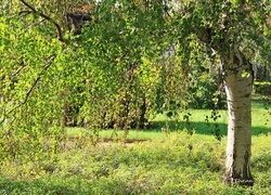 Oryginalny obrazek
