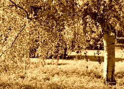 Sepia