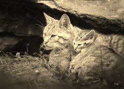 Szary + Sepia
