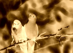 Sepia + Negatyw