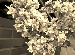 Szary + Sepia