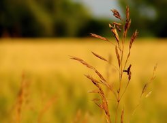 Oryginalny obrazek