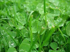 Oryginalny obrazek