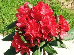 Oryginalny obrazek