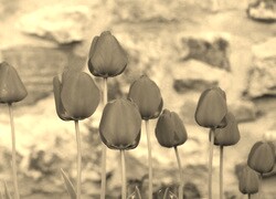 Szary + Sepia