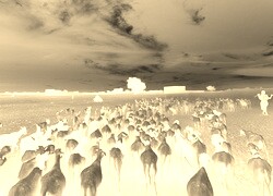 Sepia + Negatyw