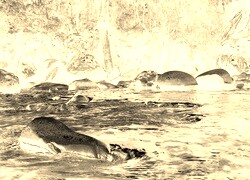 Sepia + Negatyw