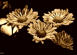 Sepia