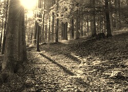 Sepia