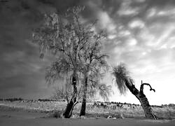 Szary + Sepia