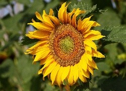 Oryginalny obrazek