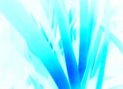 Negatyw