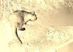 Sepia + Negatyw