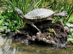Oryginalny obrazek