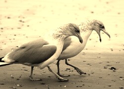Szary + Sepia