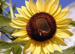 Oryginalny obrazek