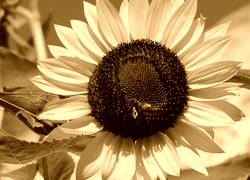 Sepia