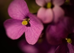 Oryginalny obrazek