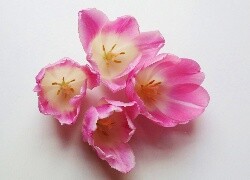 Oryginalny obrazek