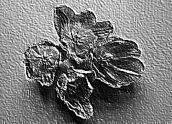 Skamielina