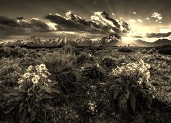 Szary + Sepia