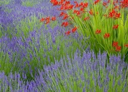 Oryginalny obrazek