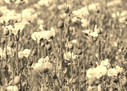 Szary + Sepia