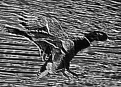 Skamielina