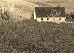 Szary + Sepia