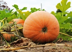 Oryginalny obrazek