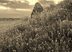 Szary + Sepia