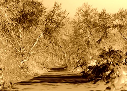 Sepia + Negatyw