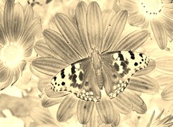 Sepia + Negatyw