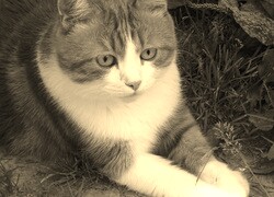 Szary + Sepia