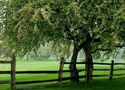 Oryginalny obrazek